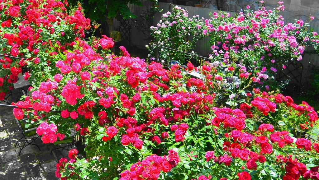 Residenza Dutzu-Boutique Hotel Brăila Esterno foto